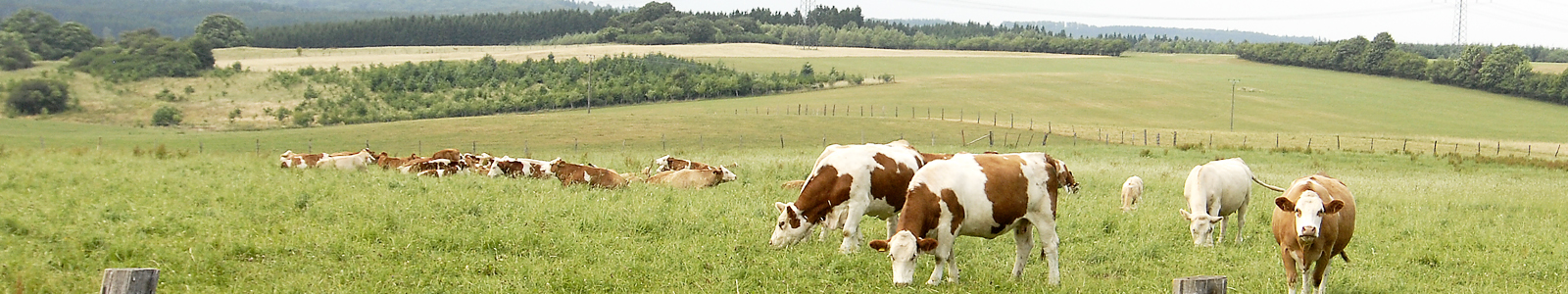 Rinder in einer Weidenlandschaft ©Feuerbach